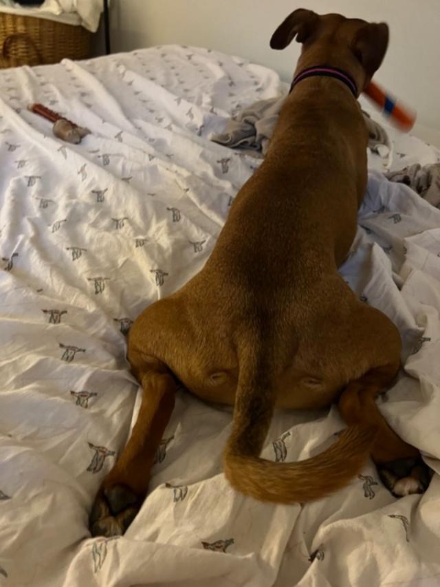 Enlarge TINK, a Adoptable Boxer in Reston, VA image 4/4