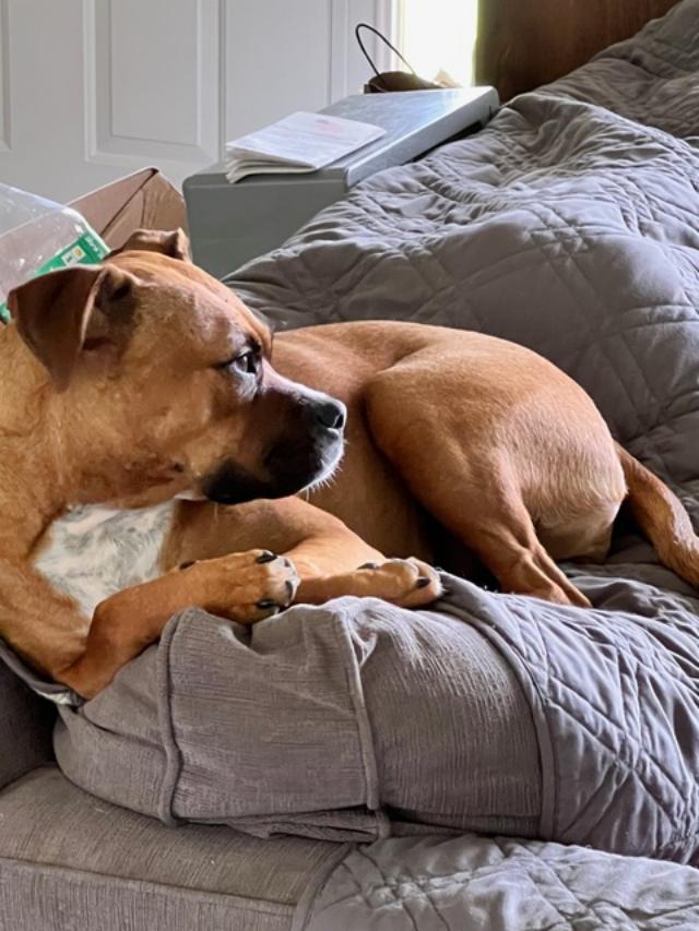 Enlarge TINK, a Adoptable Boxer in Reston, VA image 2/4