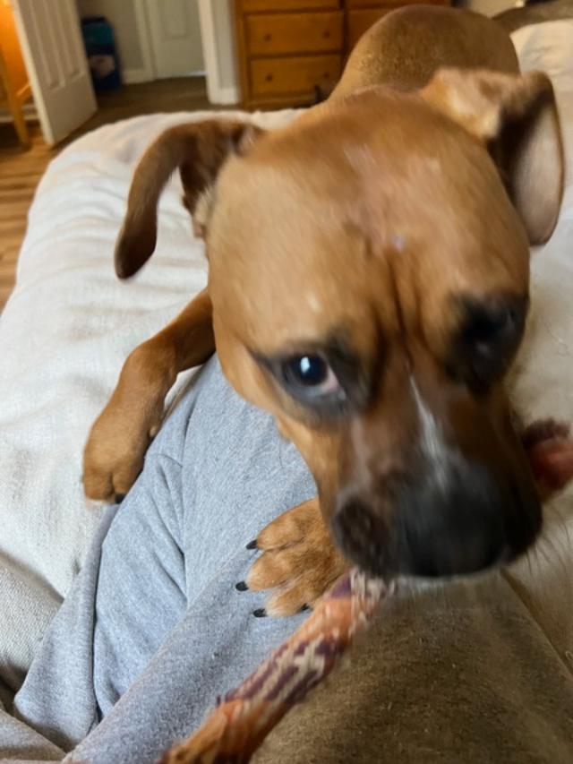 Enlarge TINK, a Adoptable Boxer in Reston, VA image 3/4