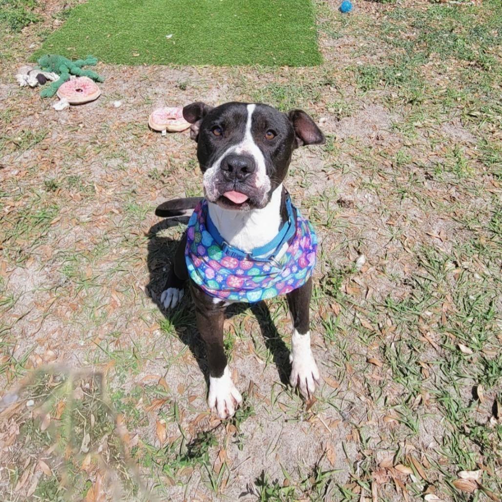 Enlarge Kringle, a Adoptable Mixed Breed in Lake Panasoffkee, FL image 2/6