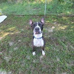 Kringle, a Adoptable Mixed Breed in Lake Panasoffkee, FL image 3/5