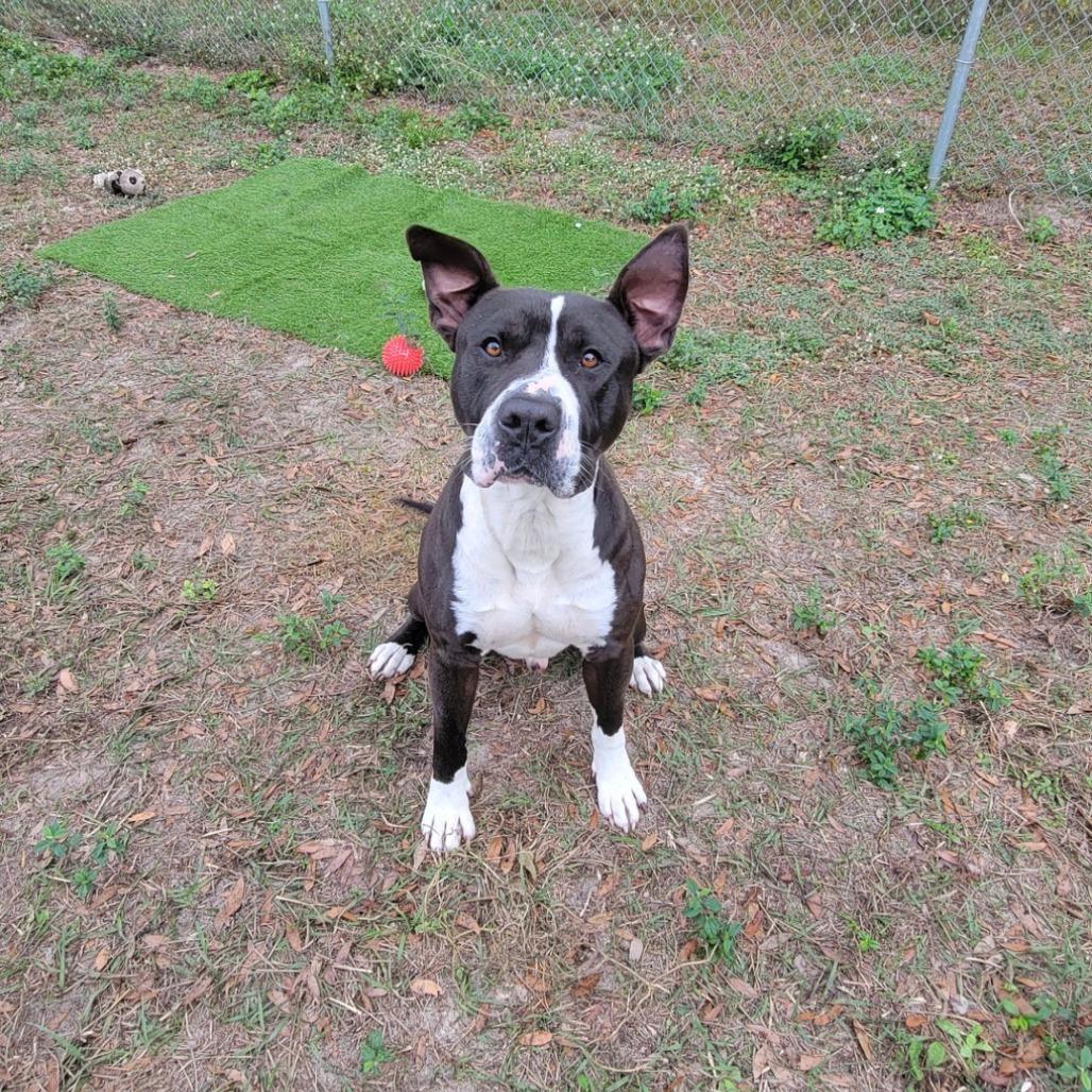 Kringle, a Adoptable Mixed Breed in Lake Panasoffkee, FL image 5/5