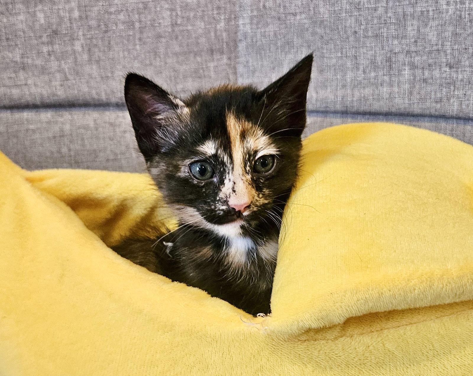 HELI - Bonded with Evie, Adoptable, Kitten Female Domestic Short Hair.