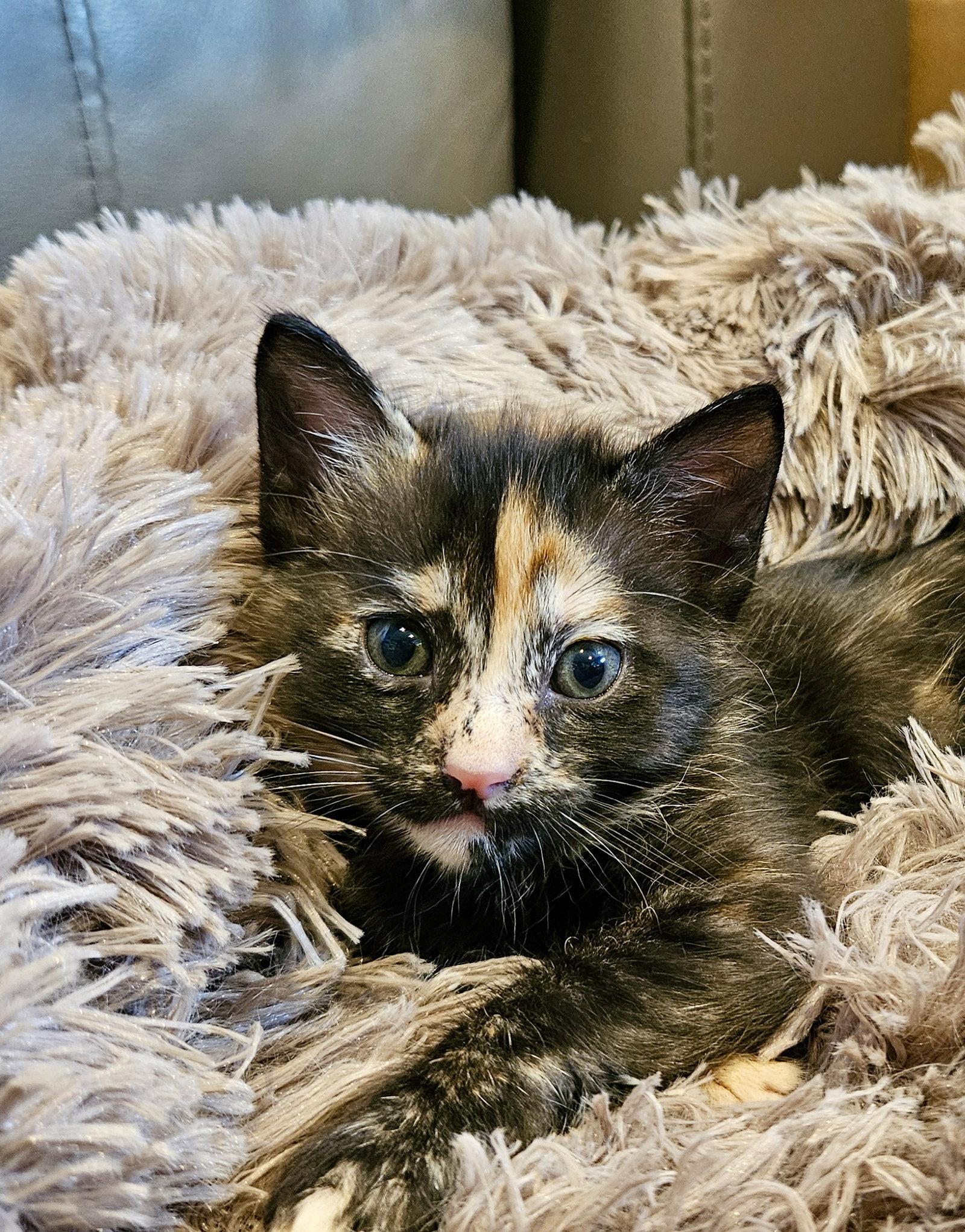 Enlarge HELI - Bonded with Evie, a Adoptable Domestic Short Hair in Fremont, CA image 2/3