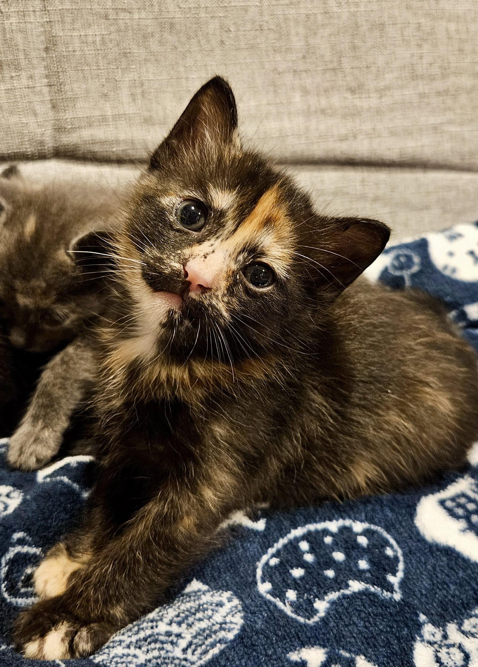 Enlarge HELI - Bonded with Evie, a Adoptable Domestic Short Hair in Fremont, CA image 3/3