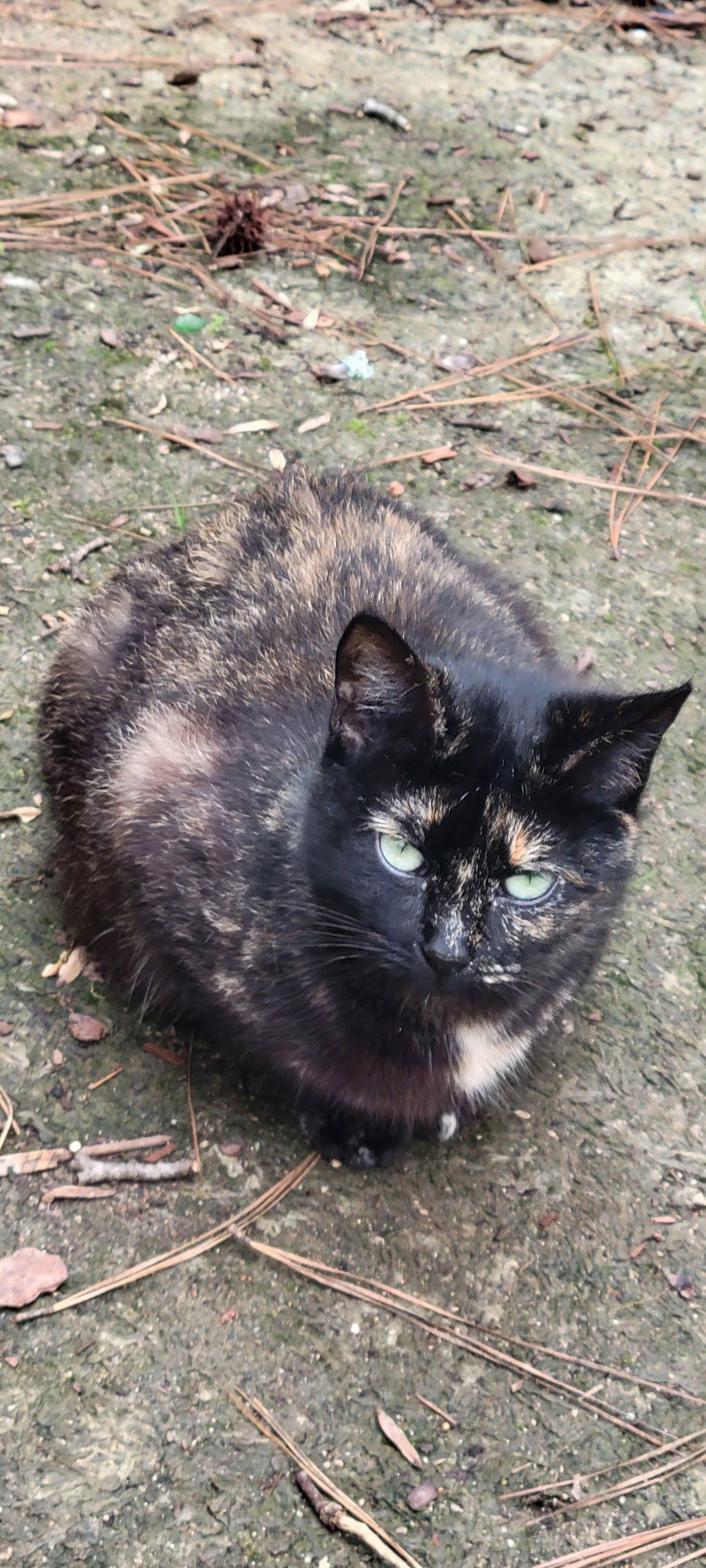 Enlarge Tortie, a Adopted Tortoiseshell in Roanoke, AL image 1/1