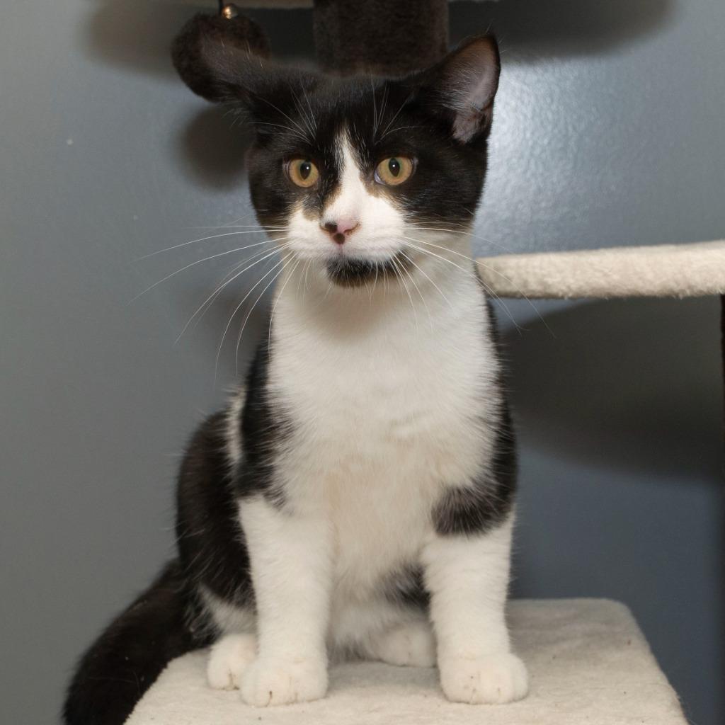 Enlarge Nibbler, a Adoptable Domestic Short Hair in Troy, OH image 1/3