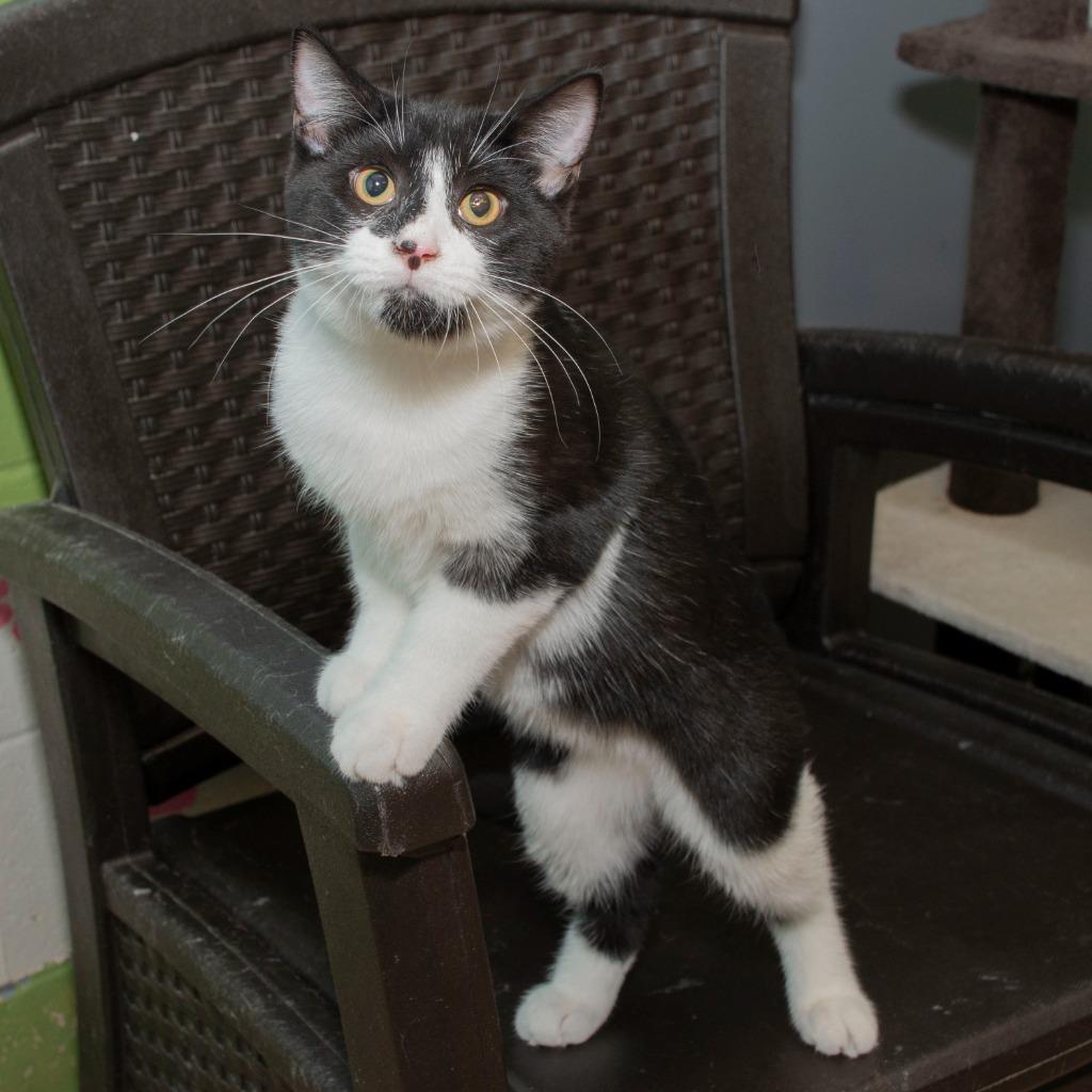 Enlarge Nibbler, a Adoptable Domestic Short Hair in Troy, OH image 2/3