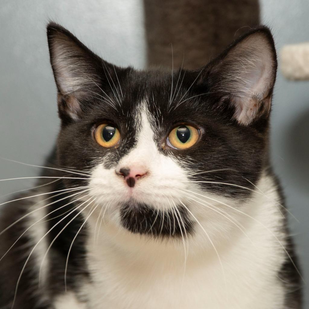 Enlarge Nibbler, a Adoptable Domestic Short Hair in Troy, OH image 3/3