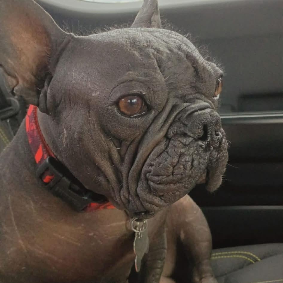 Enlarge Nudachris, an adopted French Bulldog in Winter, WI image 1/1