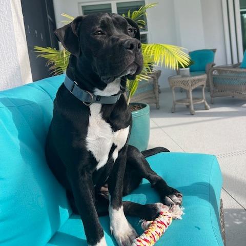 Lilly, Adoptable, Adult Female American Staffordshire Terrier & Mixed Breed.