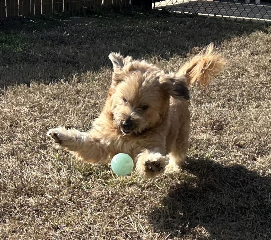 Frodo, an adopted mixed breed in Meridian, MS image 4/6