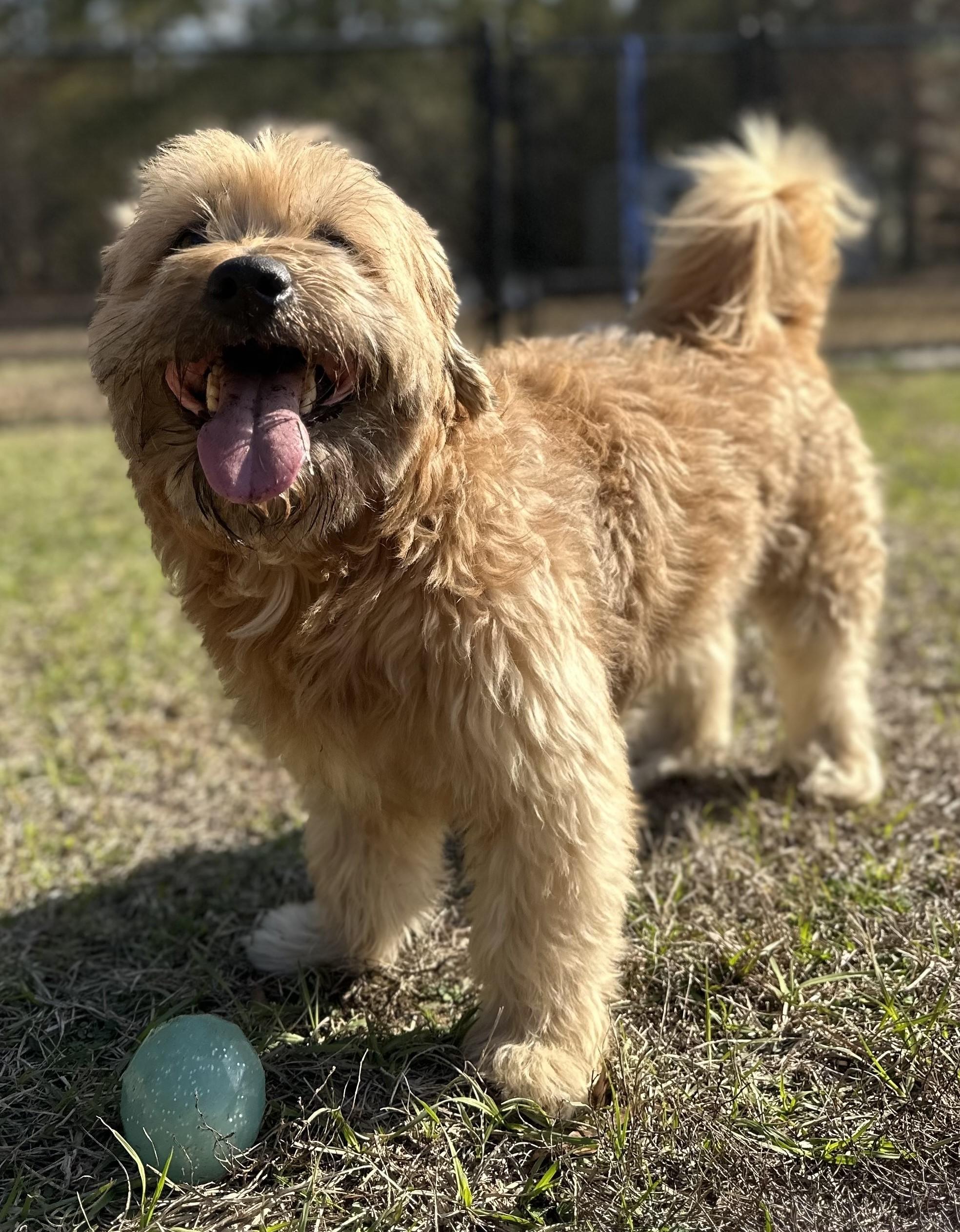 Frodo, an adopted mixed breed in Meridian, MS image 2/6