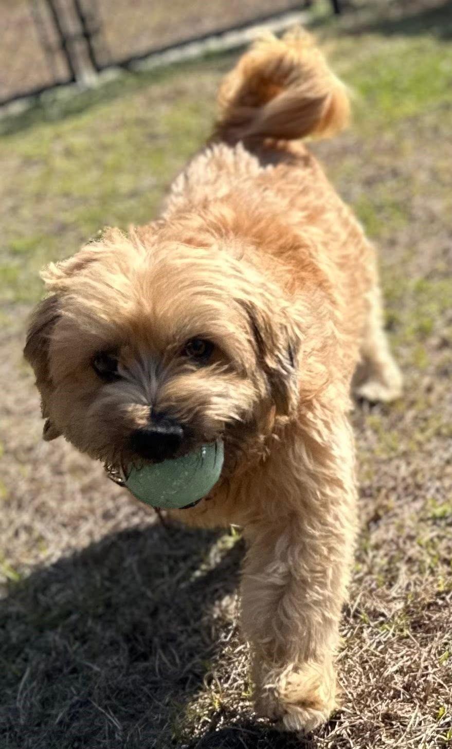 Frodo, an adopted mixed breed in Meridian, MS image 3/6