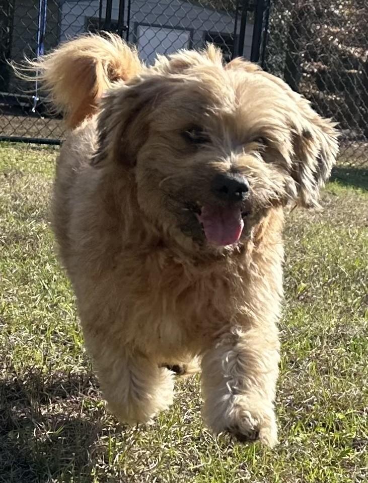 Frodo, an adopted mixed breed in Meridian, MS image 6/6