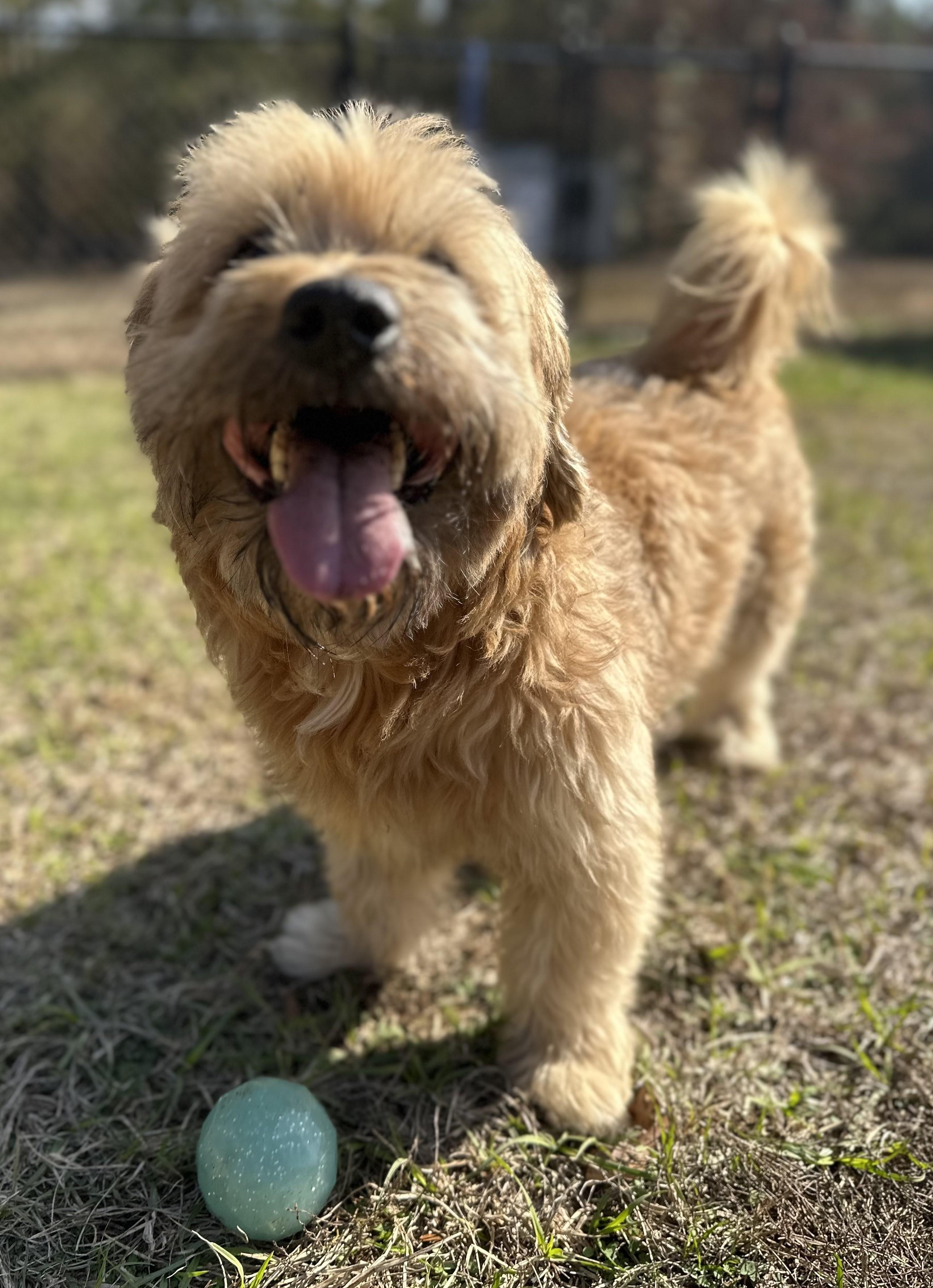 Frodo, an adopted mixed breed in Meridian, MS image 5/6