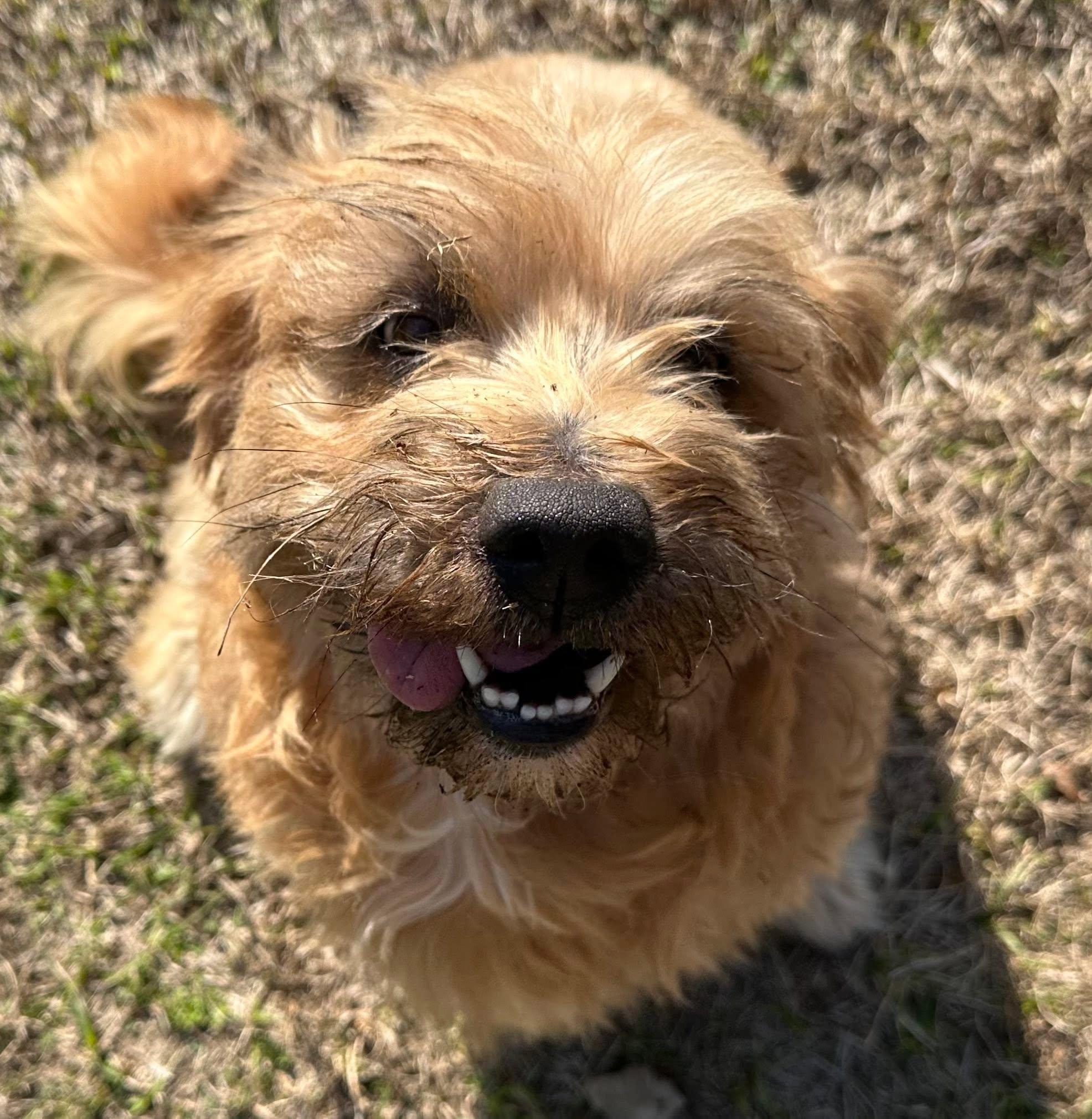 Frodo, adopted, Young Male Terrier.