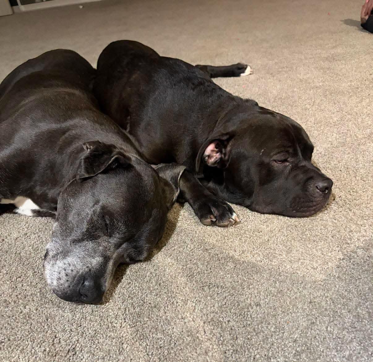 Duke 1.0, adopted, Senior Male Great Dane.