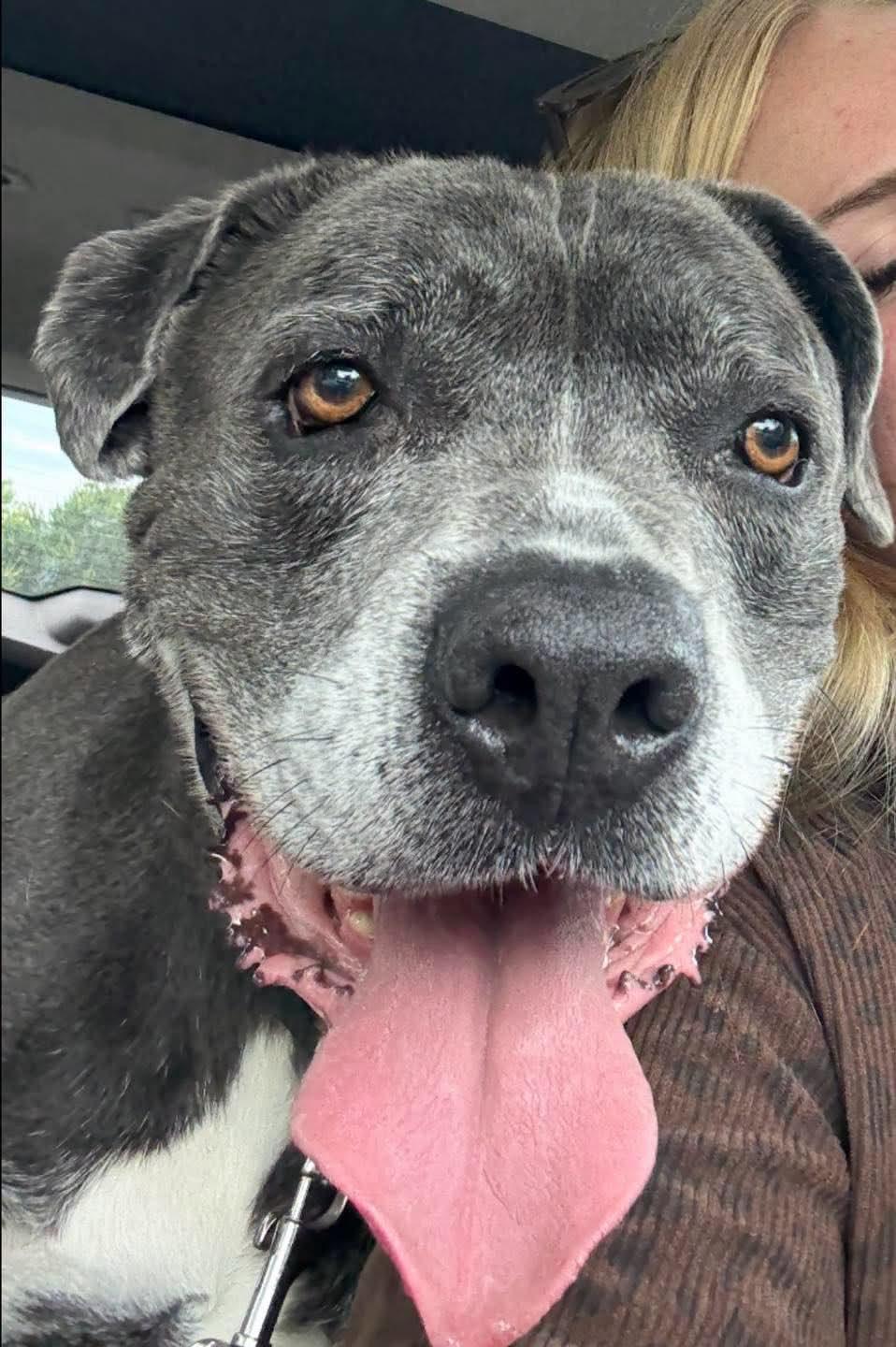 Enlarge Duke 1.0, an adopted mixed breed in Grand Island, NE image 2/3