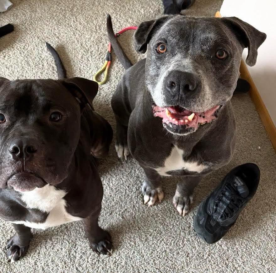 Enlarge Duke 1.0, an adopted mixed breed in Grand Island, NE image 3/3