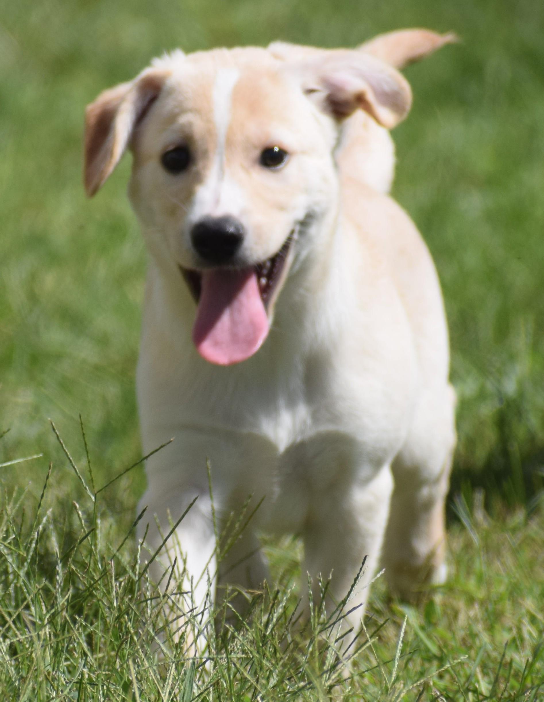 Enlarge Luke-Available www.lhar.dog to apply, a Adoptable mixed breed in Frederick, MD image 4/6
