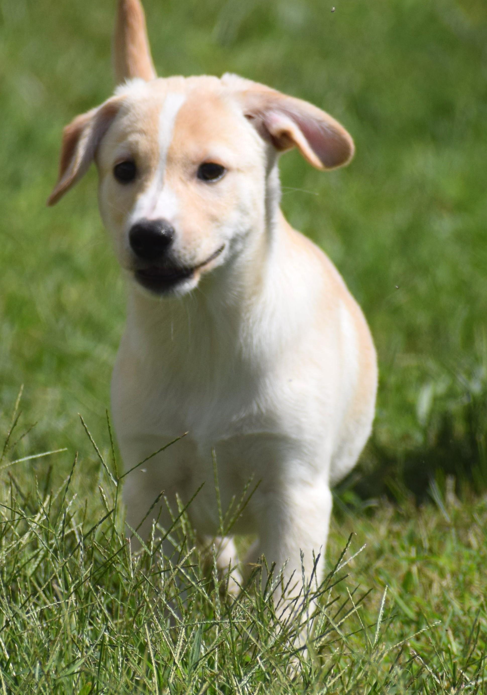 Enlarge Luke-Available www.lhar.dog to apply, a Adoptable mixed breed in Frederick, MD image 5/6