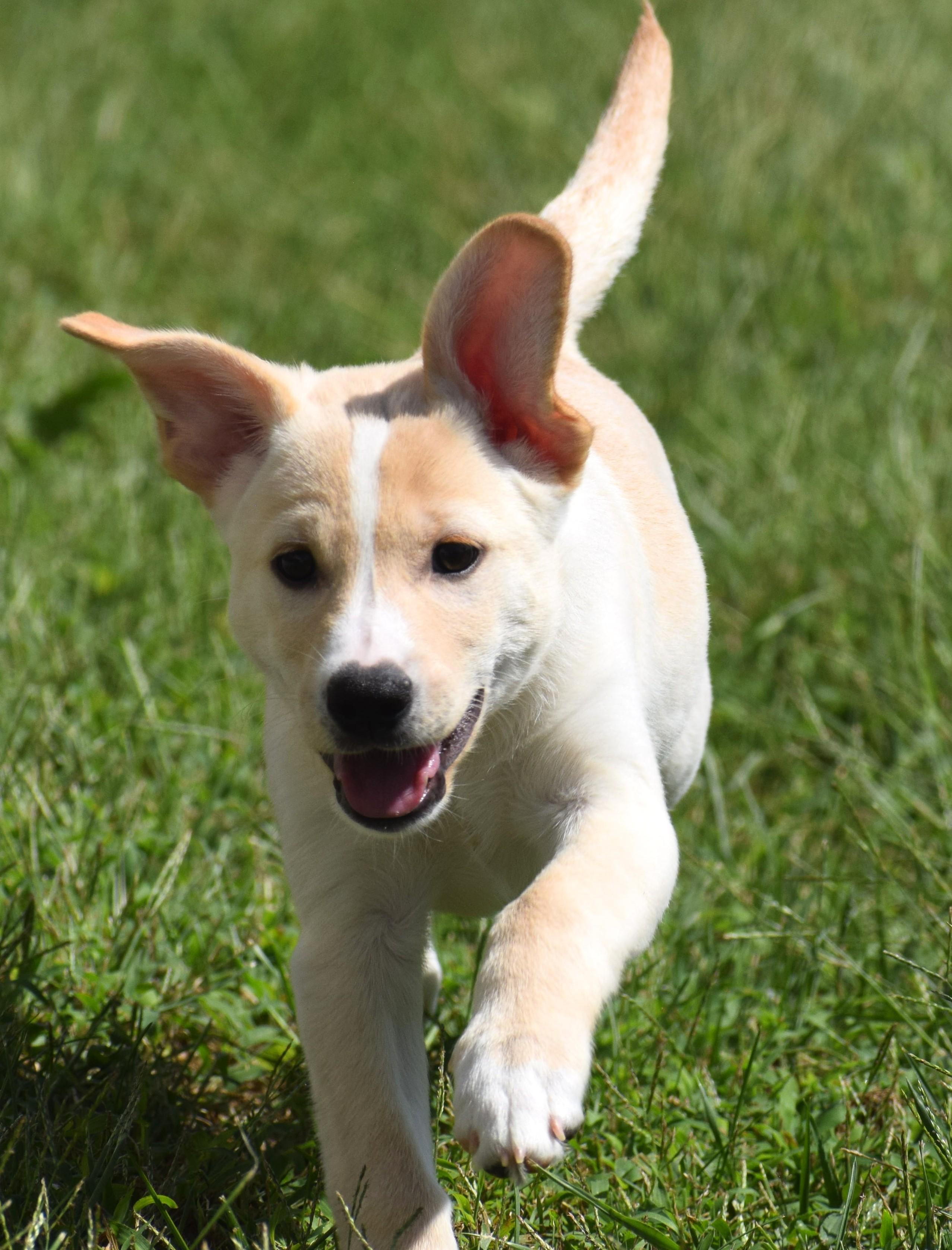 Enlarge Luke-Available www.lhar.dog to apply, a Adoptable mixed breed in Frederick, MD image 3/6