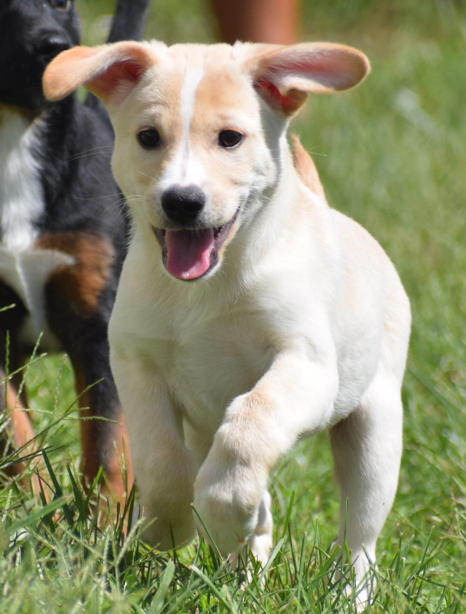 Luke-Available www.lhar.dog to apply, Adoptable, Puppy Male Labrador Retriever.