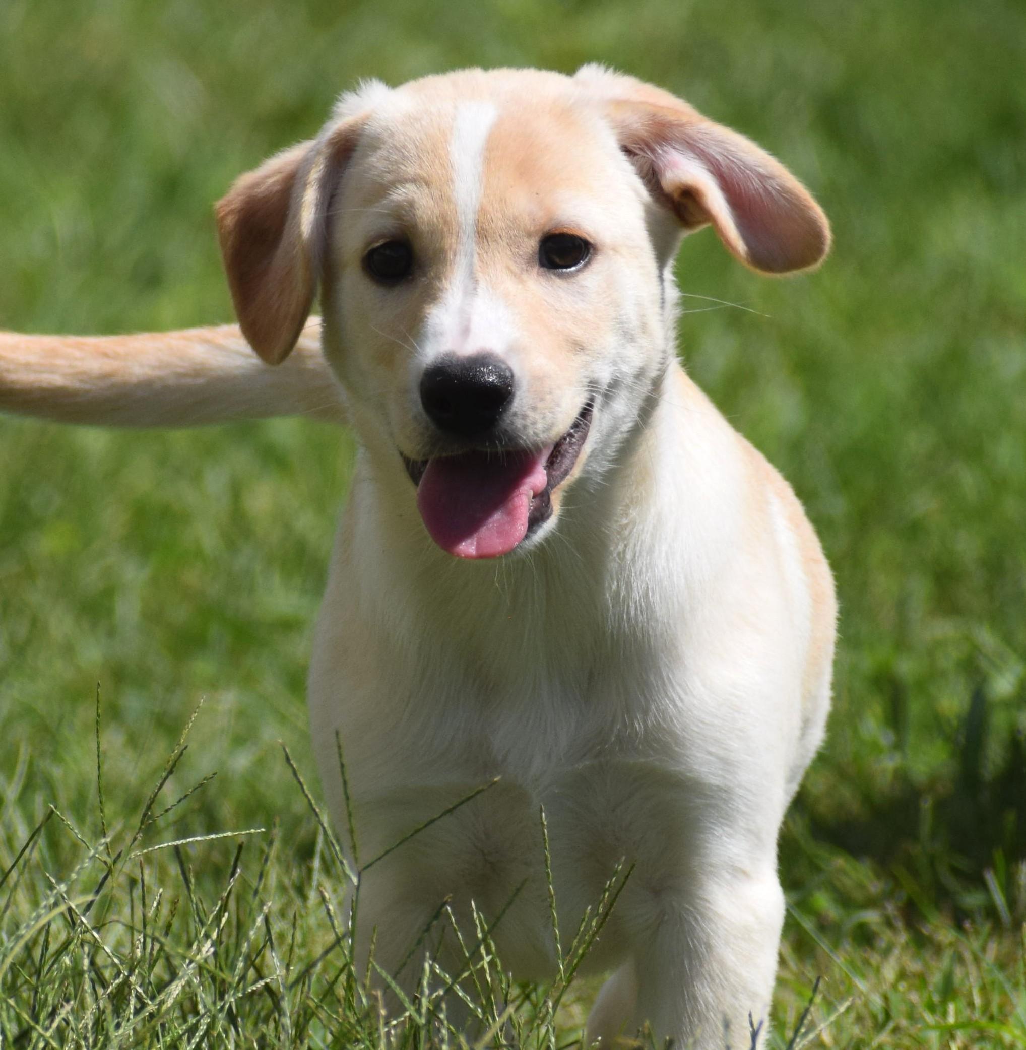 Enlarge Luke-Available www.lhar.dog to apply, a Adoptable mixed breed in Frederick, MD image 2/6