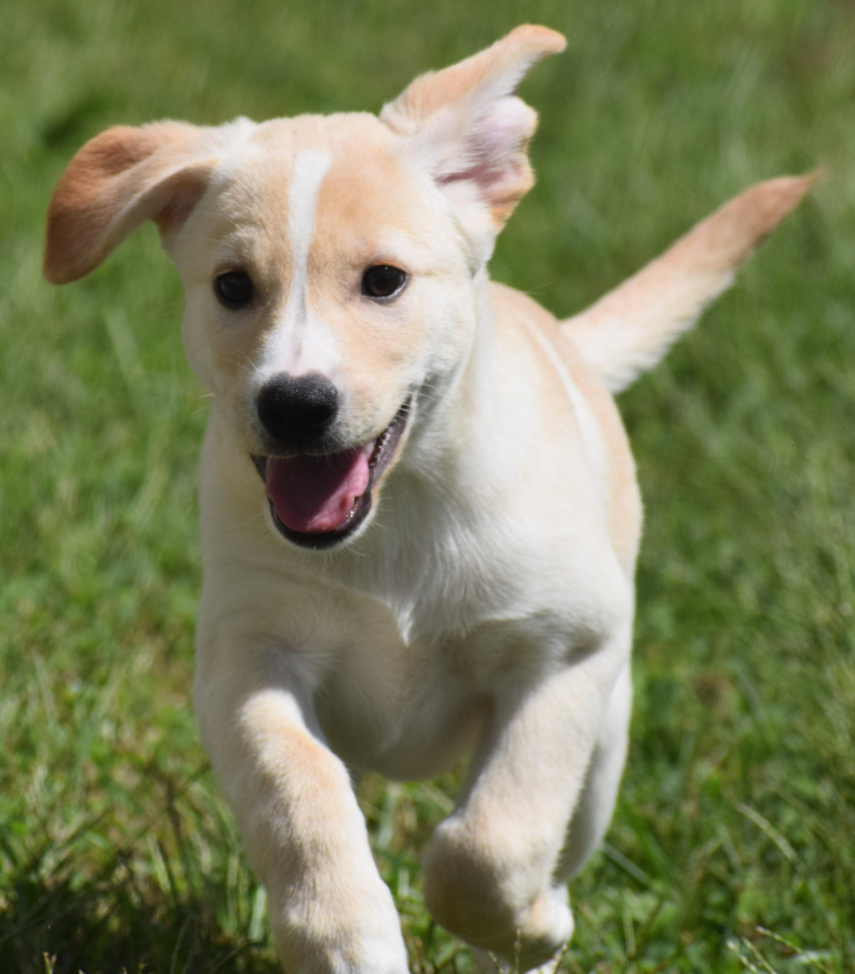 Enlarge Luke-Available www.lhar.dog to apply, a Adoptable mixed breed in Frederick, MD image 6/6