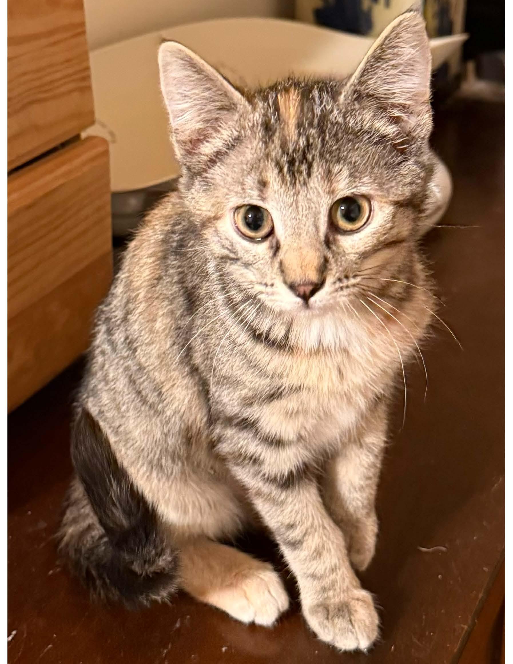 Maple, Adoptable, Young Female Dilute Tortoiseshell.