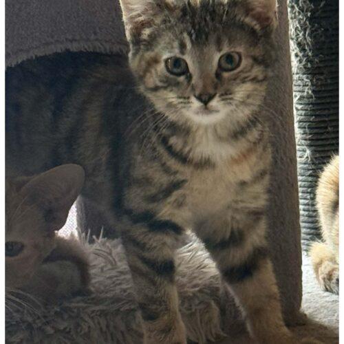 Enlarge Maple, a Adoptable Dilute Tortoiseshell in Kenosha, WI image 2/3