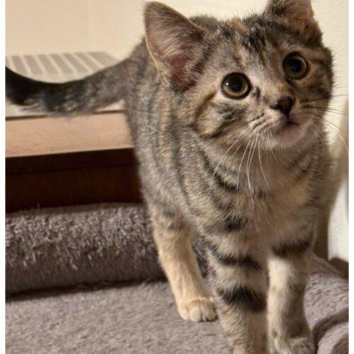 Enlarge Maple, a Adoptable Dilute Tortoiseshell in Kenosha, WI image 3/3