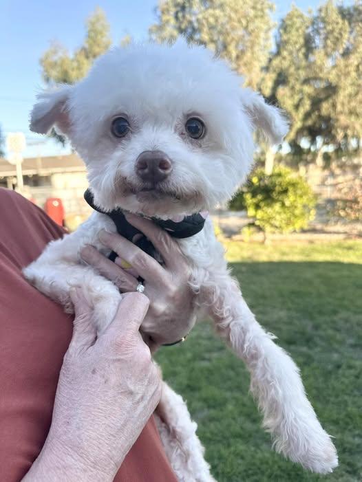 Enlarge Dora, a Adoptable mixed breed in Huntington Beach, CA image 2/3