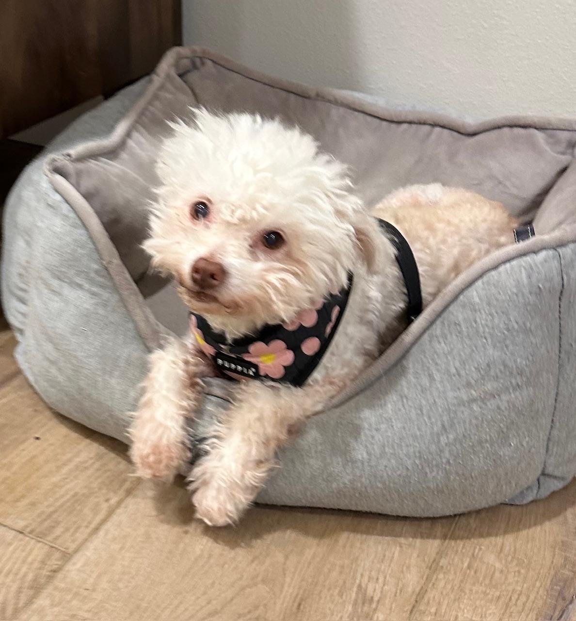 Enlarge Dora, a Adoptable mixed breed in Huntington Beach, CA image 1/3