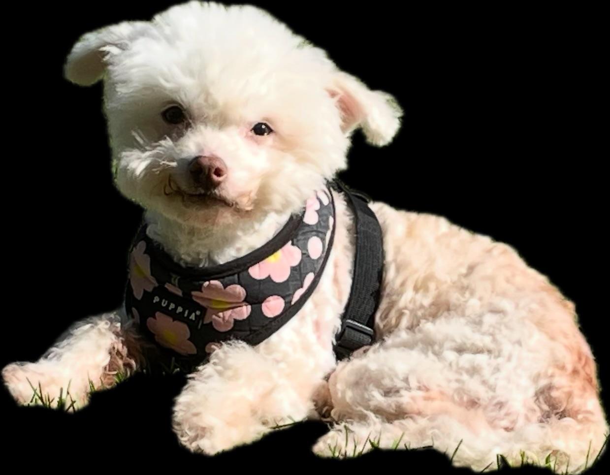 Enlarge Dora, a Adoptable mixed breed in Huntington Beach, CA image 3/3