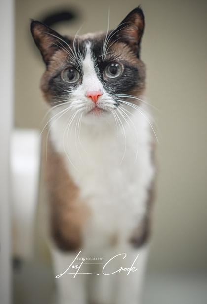 Coco Beans, Adoptable, Adult Female Siamese & Domestic Short Hair.