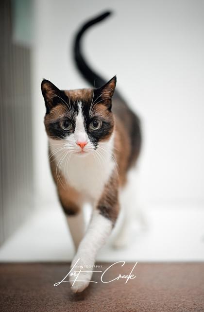 Enlarge Coco Beans, a Adoptable mixed breed in Kalispell, MT image 2/3