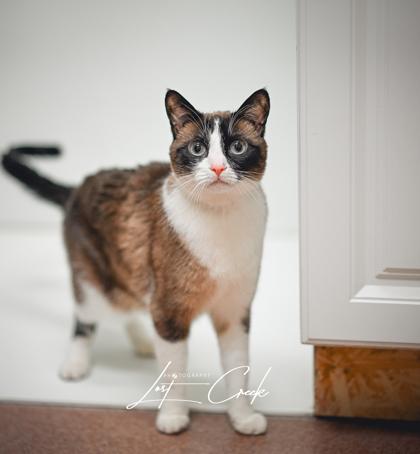 Enlarge Coco Beans, a Adoptable mixed breed in Kalispell, MT image 3/3