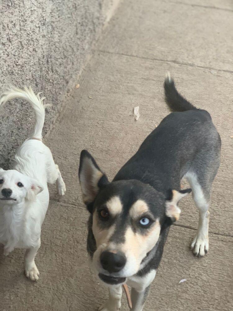 Jackson, Adoptable, Young Male Shepherd & Husky.