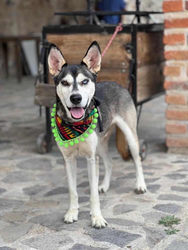 Enlarge Jackson, a Adoptable mixed breed in Gig Harbor, WA image 2/5