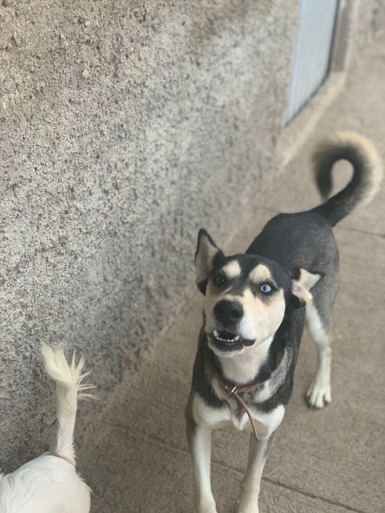 Enlarge Jackson, a Adoptable mixed breed in Gig Harbor, WA image 3/5
