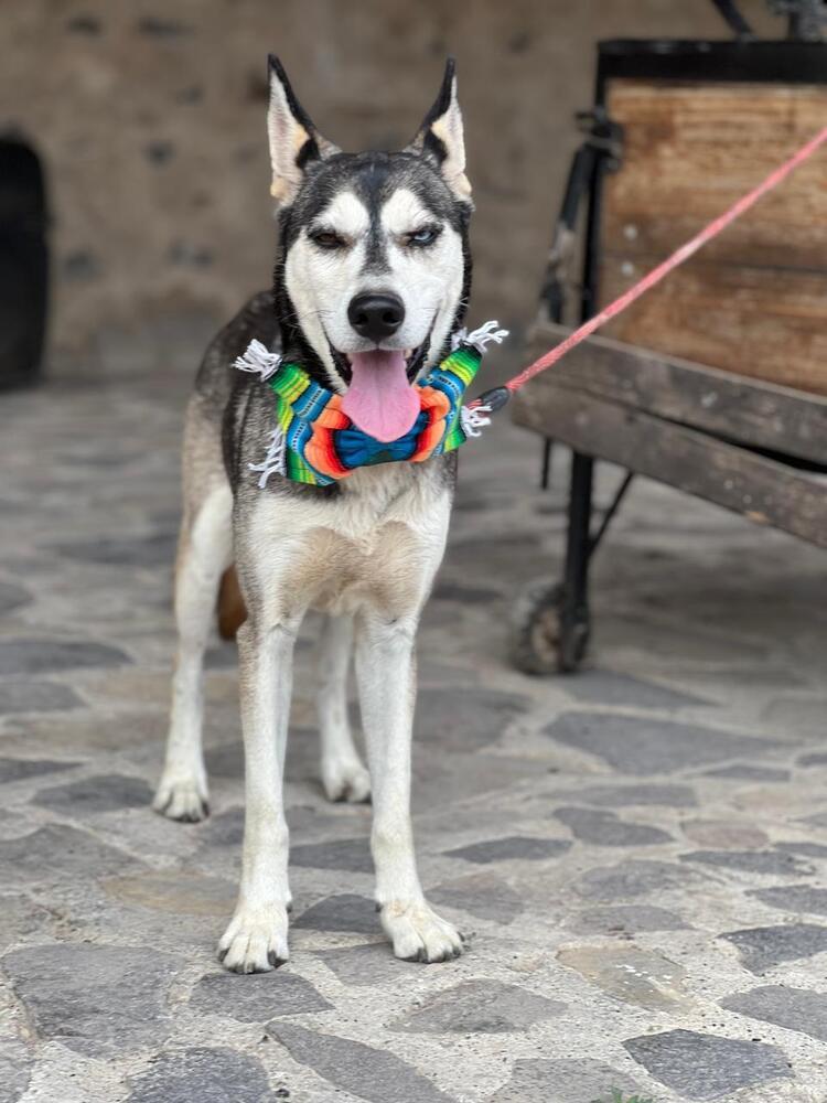 Enlarge Jackson, a Adoptable mixed breed in Gig Harbor, WA image 4/5