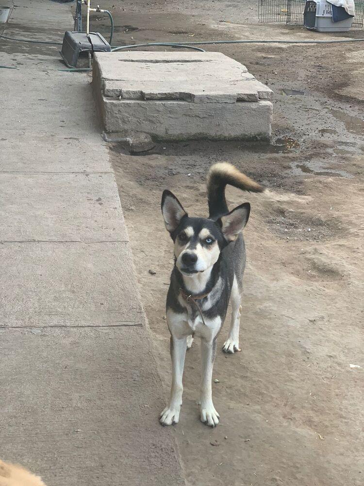 Enlarge Jackson, a Adoptable mixed breed in Gig Harbor, WA image 5/5