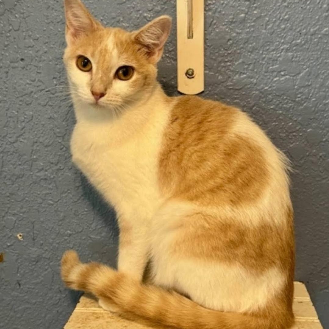 Leesi, Adoptable, Kitten Female Domestic Short Hair.