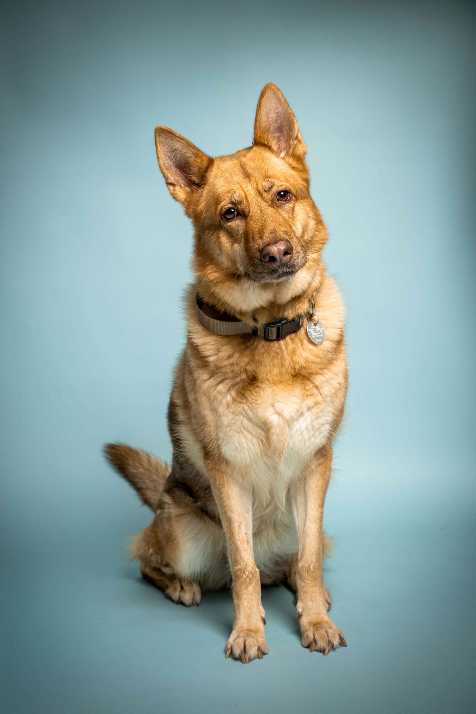 Peseat, Adoptable, Senior Female German Shepherd Dog.