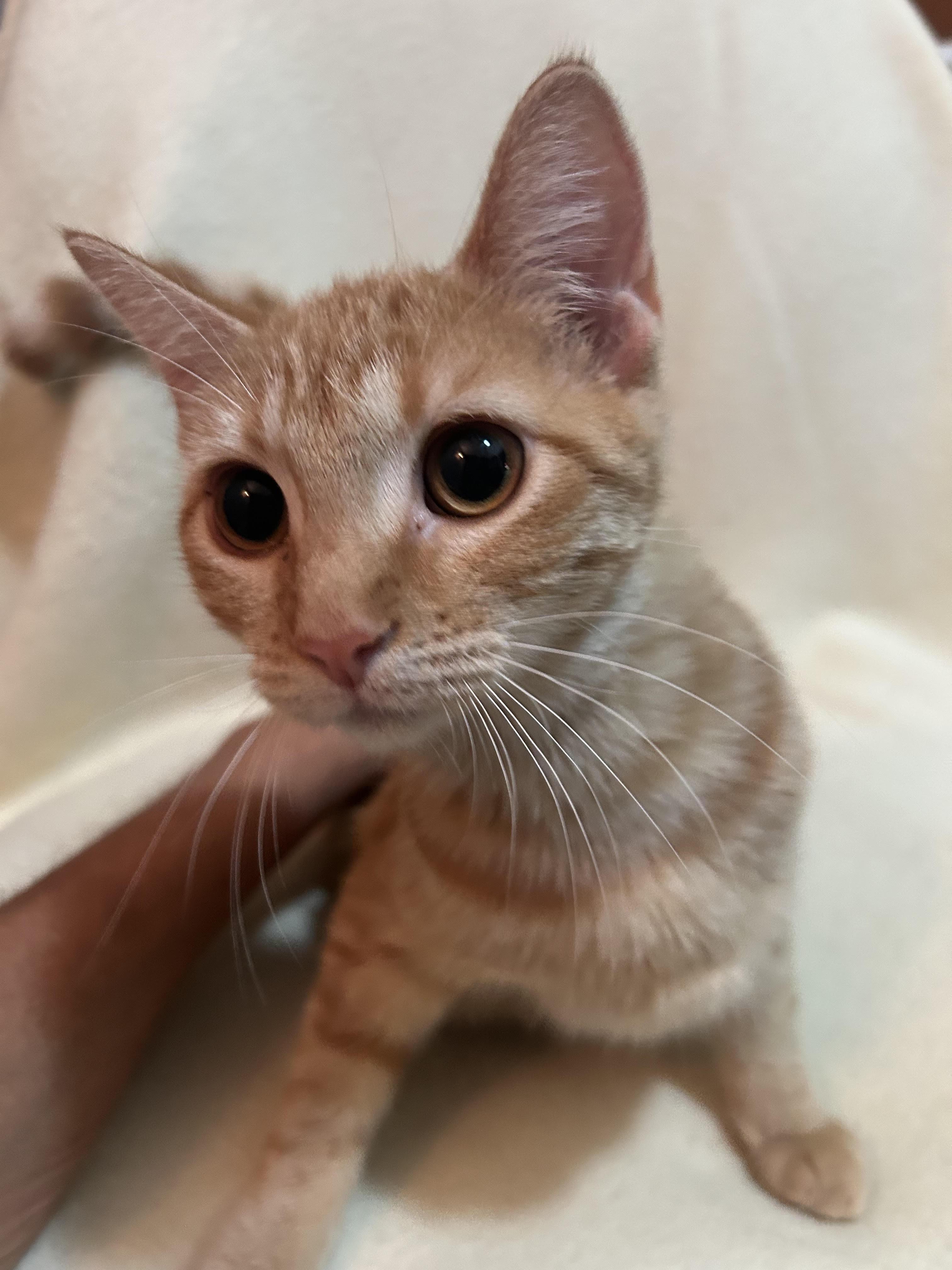 Tangerine, Adopted, Kitten Female Domestic Short Hair.