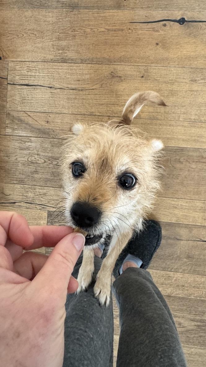 Enlarge Lola *Courtesy Post, an adopted mixed breed in Los Angeles, CA image 3/3