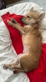 Lola *Courtesy Post, ADOPTABLE, Young Female Chihuahua & Jack Russell Terrier.