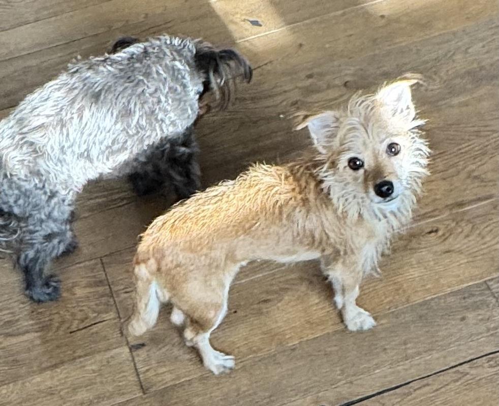 Enlarge Lola *Courtesy Post, an adopted mixed breed in Los Angeles, CA image 2/3